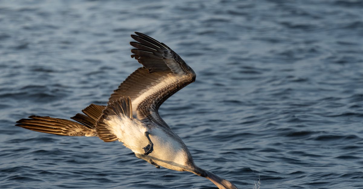 découvrez l'expérience culinaire en vol avec notre service de repas raffinés, conçus pour rendre votre voyage confortable et délicieux.