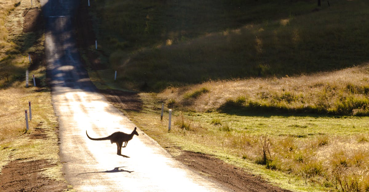 découvrez la kangaroo route, un itinéraire aérien emblématique reliant l'europe à l'australie avec des escales fascinantes dans l'asie et le pacifique.