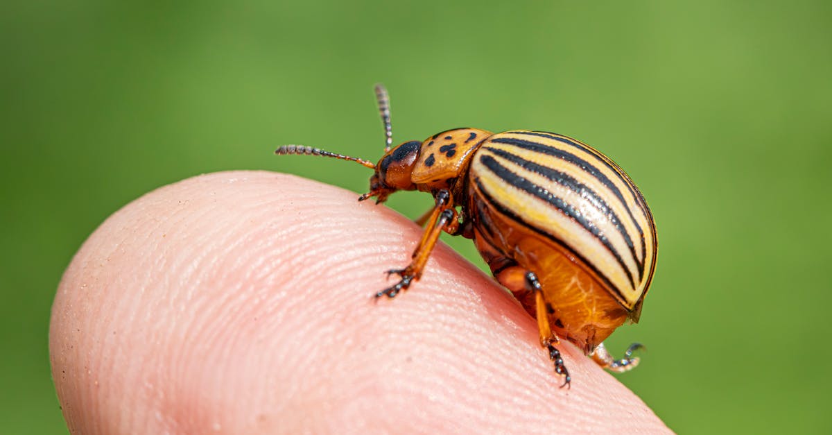 découvrez comment identifier, traiter et prévenir une infestation de poux efficacement pour protéger votre famille et retrouver rapidement une chevelure saine.