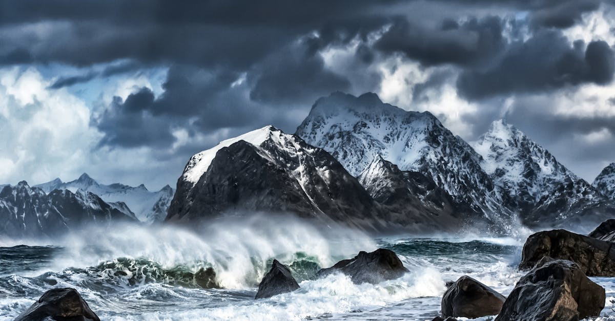 découvrez winter storm fern, une fougère élégante aux couleurs hivernales qui apportera une touche de fraîcheur et de nature à votre intérieur ou jardin pendant la saison froide.
